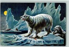Eisbären Robben sign.Perlberg Verlag CA Nr.3462 Expedition Nordpol Künstlerkarte