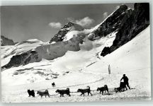 Polarhunde Jungfraujoch Hundeschlitten Foto AK