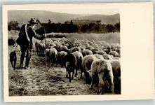 Hirte Hund Schaf Foto AK