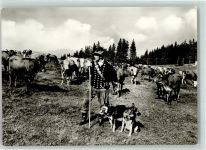 98714 O6316 Stützerbach - Auerhahn Kuhherde Schäferhunde Bauer