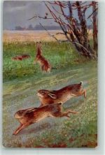 TSN Serie 1226 Hase 1914