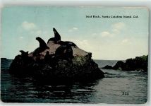 Santa Catalina Island Robbe Gebrauchsspuren