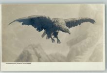 Photografie-Karte Fernande Berchtesgaden Raubvogel 1910 Foto AK