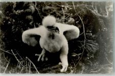 Jungtier im Gras Raubvogel 1937