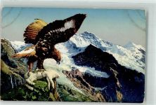 Steinadler Schneehase B Serie I Nr.1 Raubvogel