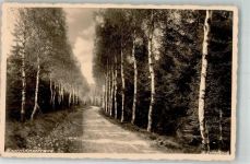 01737 O8223 Tharandt 1926 Foto AK Birkenallee Mauerhammer Weg Fotograf Schönbach Ort lt. Recherche