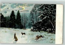 Hase
