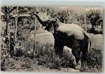 Sri Lanka Ceylon Elefant