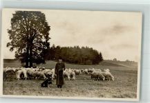 Schafe Schäferhund Hirte Privatfoto AK