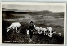 79868 W7828 Herzogenhorn , Schwarzwald Foto AK Viehherde Hochschwarzwald