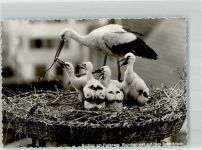 W7952 Bad Buchau Nest auf Schloßdach Scan verzogen Storch Foto AK