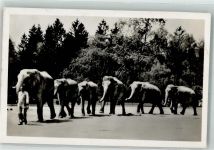 W8000 München Hellabrunn Spaziergang d. Elefanten a.d. Freianlage Zoo
