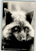 O2864 Appelburg Silberfuchs Pelztierzoo Fuchs Foto AK