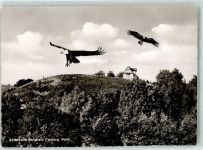 W4930 Berlebeck Gänsegeier Adlerwarte Raubvogel