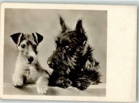 + Scottish Terrier Terrier Foto AK