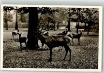 W8000 München Rothirsche Hellabrunn Zoo