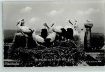 W7631 Rust , Baden Viele Nester mit Störche Storch 1959 Fotomontage AK