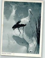 Freund Adebar Werbung Photo-Porst Storch