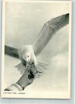 Möwe Emma wird gefüttert Photo Porst Möwe Foto AK