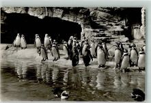 W2000 Stellingen Humboldt Pinguine Zoo Gebrauchsspuren