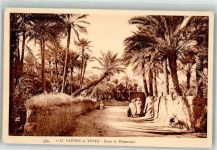 Nr. 1133 C.A.D. Scene et Types - Dans la Palmeraie Arab. Volkstyp