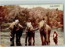 Sri Lanka Elefant