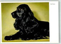 Verlag Lengauer Nr. 2210 Edle Rasse Spaniel