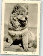 Popp Karte Chow Chow Foto AK