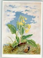 Schlüsselblume Schnecke Künstlerkarte
