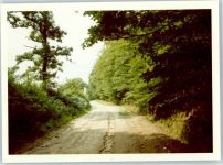 25767 W2243 Albersdorf , Holst - Waldweg , Fotoabzug