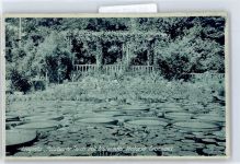 Liegnitz Legnica - Heizbarer Teich mit blühender Victoria Cruciana