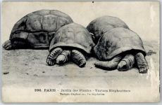 Paris Zoo Schildkröte