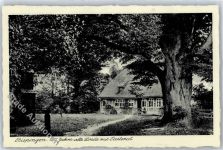 29646 W3045 Bispingen - Pastorat 500 Jahre alte Linde