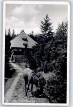 77883 W7593 Ottenhöfen im Schwarzwald - Darmstädter Hütte Esel