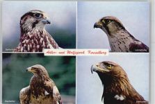 54570 W5531 Pelm - Adler und Wolfspark KasselburgFalke