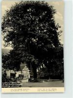 99842 O5907 Thal b Eisenach, Thür - 600 jährige Linde