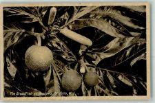 Basseterre - The Breadfruit as it grows St. Kitts ehem. St. Christopher