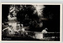 03200 Vichy - Flamingos