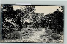 Grand Canyon 1912 Privatfoto KEINE AK Urwald