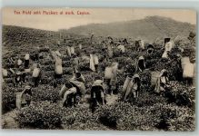 Tea Field with Pluckers at work Ceylon Teeverarbeitung Beruf AK Motiv Sri Lanka / Ceylon