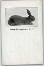 Kaninchenzucht Blaues Wienerkaninchen AK Hase Gebrauchsspuren