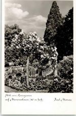 78462 W7750 Insel Mainau - Blick vom Rosengarten auf Mammutbaum