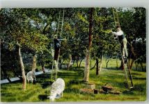 Altenlande Kirschernte Schaf