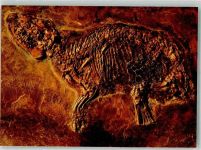 W6000 Frankfurt am Main Propalaeotherium messelense Urpferdchen Naturmuseum Senkenberg Dinosaurier