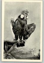 Wien 13. Bezirk, Hietzing Kondor Tiergarten Schönbrunn Zoo Foto AK