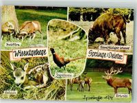 W3257 Springe , Deister Wisentgehege Mufflon Fasan Rehkitz Rotwild Büffel Foto AK