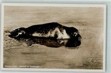 Seehund im Wattenmeer Nordsee AK Robbe 1937 Foto AK