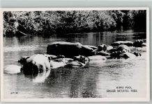 Hippopotamus Pool Kruger National Park AK Nilpferd 1952 Foto AK