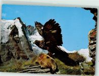 Steinadler mit einem Murmeltier AK Raubvogel