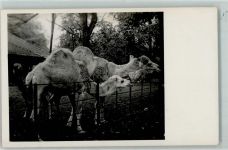 Zoo Dromedare Kamel Privatfoto AK